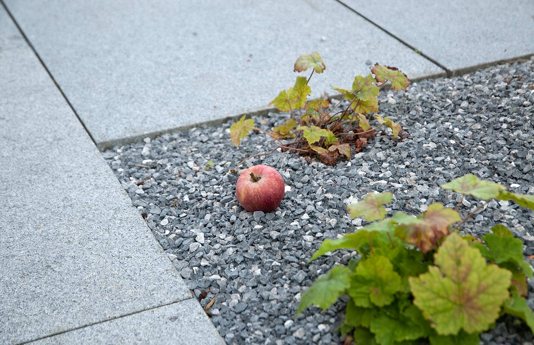adrian-giger-chaschtli-gartengestaltung-gartenbau-2