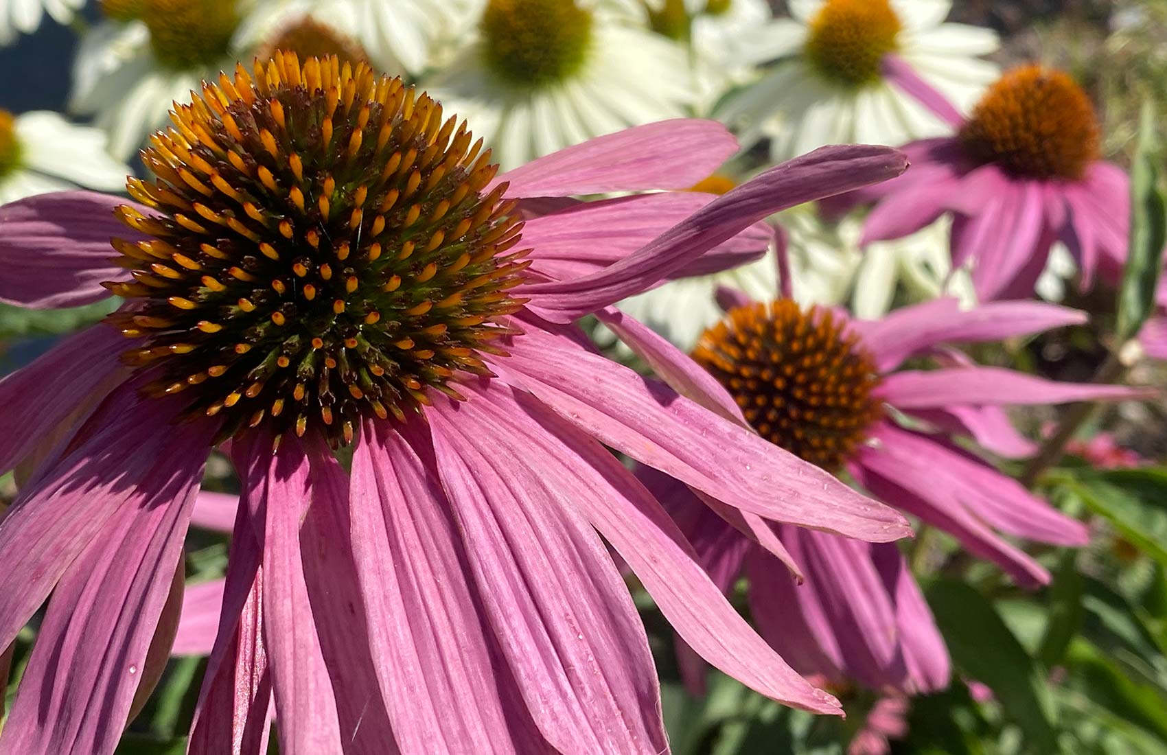 adrian-giger-chaschtli-gartengestaltung-gartenbau-6